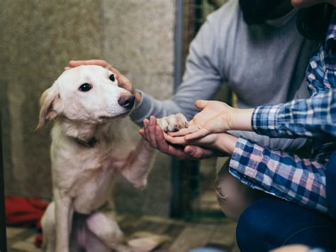 Adopting a rescue dog? Here’s what to know about pet insurance